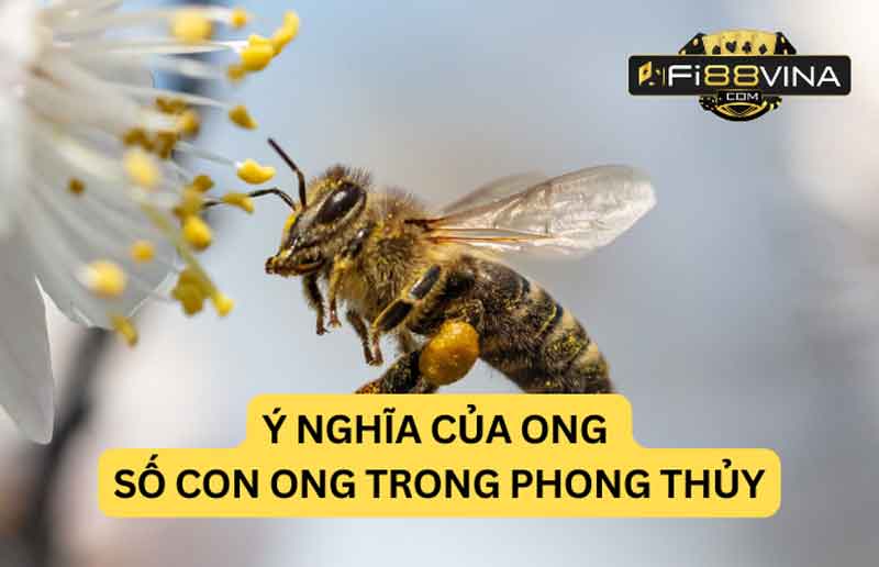 so-con-ong-trong-phong-thuy
